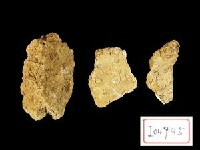 藏品(鹿角化石)的圖片